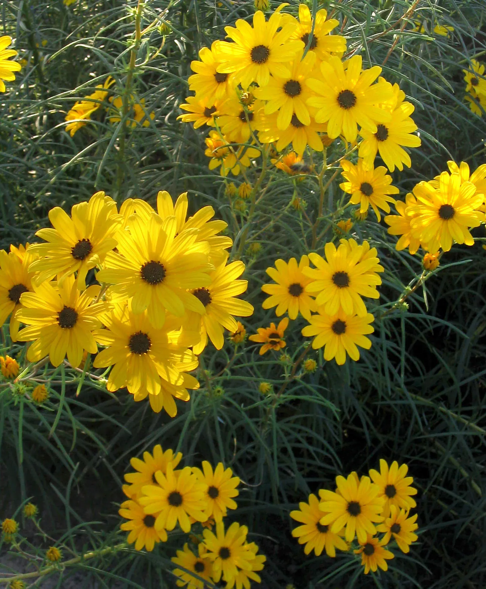 Helianthus 'First Light' Sunflower