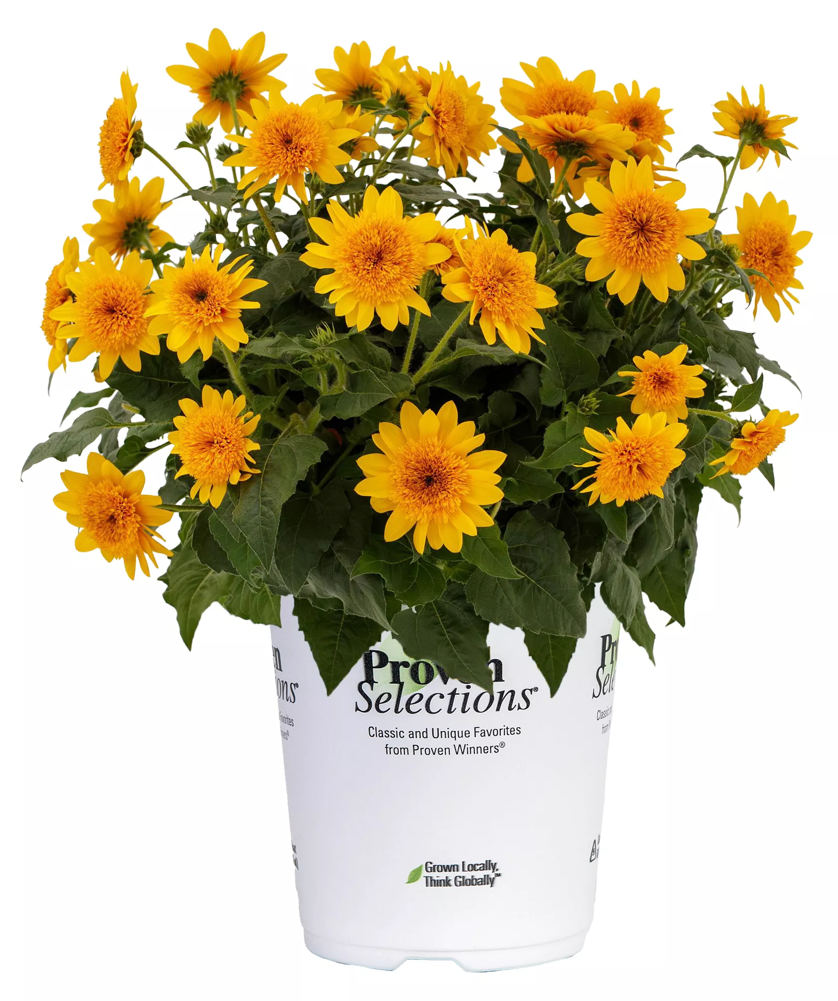 Helianthus Sunfinity Double Yellow (Sunflower)