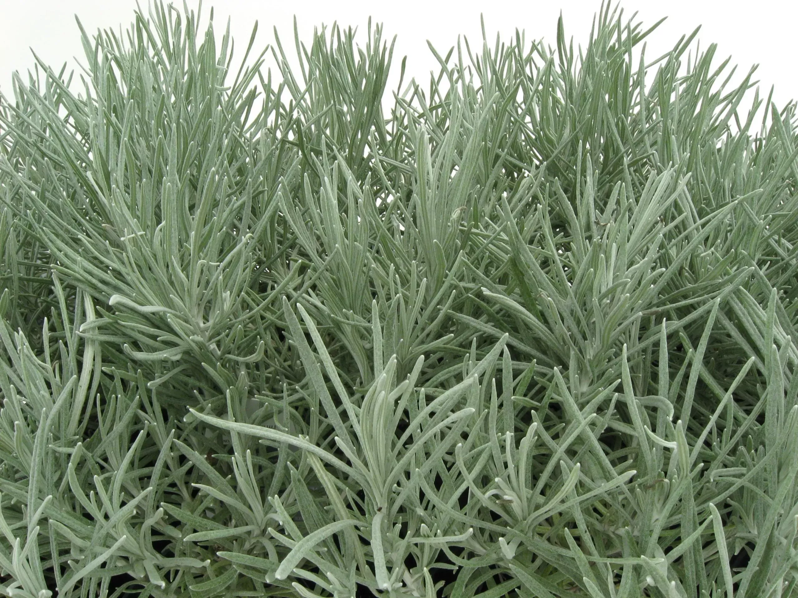 Helichrysum Icicles