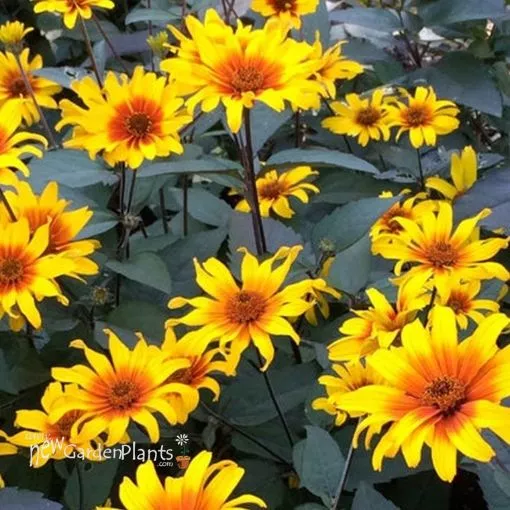 Heliopsis 'Burning Hearts' False Sunflower - One Quart Pot