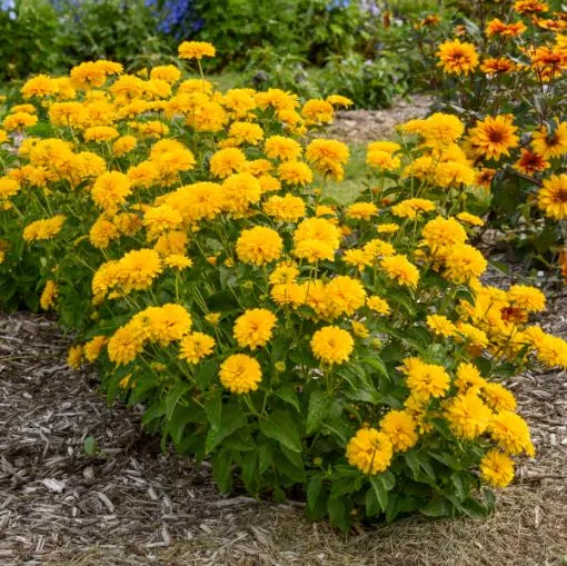 Heliopsis 'Rays for Days' False Sunflower - One Quart Pot
