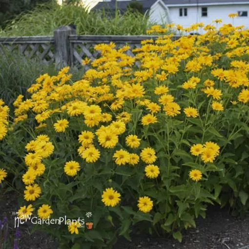 Heliopsis 'Summer Sun' False Sunflower - One Quart Pot
