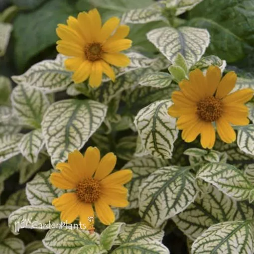 Heliopsis 'Sunburst' False Sunflower - One Quart Pot