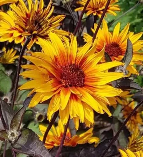 Heliopsis 'Yellow Spider' False Sunflower - One Quart Pot
