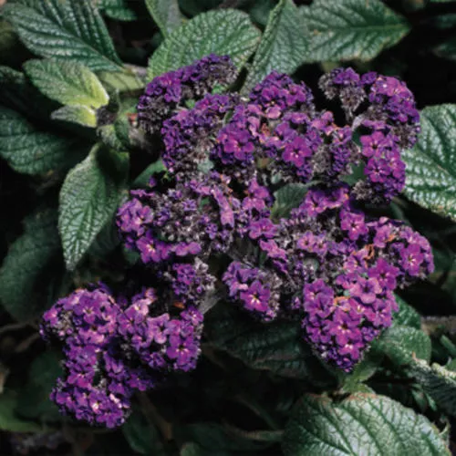 Heliotrope Fragrant Delight