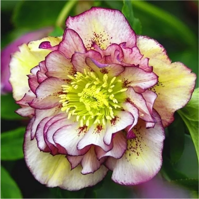 Helleborus Double Ellen Picotee