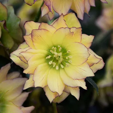 Helleborus 'First Dance' (30)ct Flat