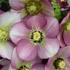 Helleborus Honeymoon ‘Paris in Pink’
