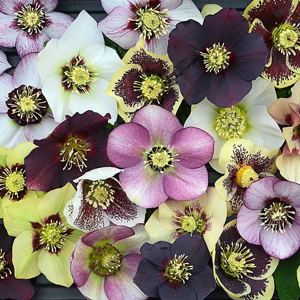 Helleborus "Honeymoon"