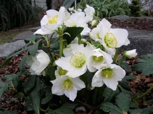 Helleborus niger ‘Josef Lemper’