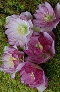 Helleborus 'Peppermint Ice' (20)ct Flat