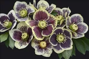 Helleborus 'Rio Carnival' (20)ct Flat
