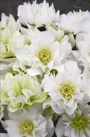 Helleborus 'Wedding Bells' (30)ct Flat
