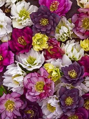 Helleborus "Wedding Party Mix"