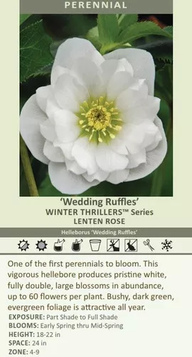 Helleborus 'Wedding Ruffles' (30)ct Flat