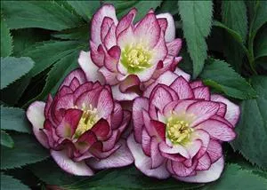 Helleborus Winter Thrillers ‘Peppermint Ruffles’