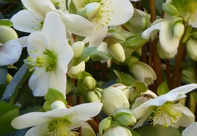 HelleborusWinter Magic "Candy Love"