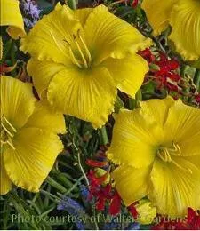 Hemerocallis ALPHA CENTAURI (25) BR Plants
