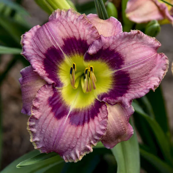 Hemerocallis ‘Always Afternoon’