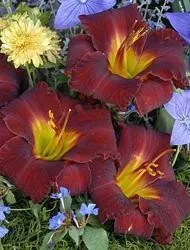 Hemerocallis BAMA BOUND (25) BR Plants