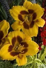 Hemerocallis BLACK EYED SUSAN (25) BR Plants