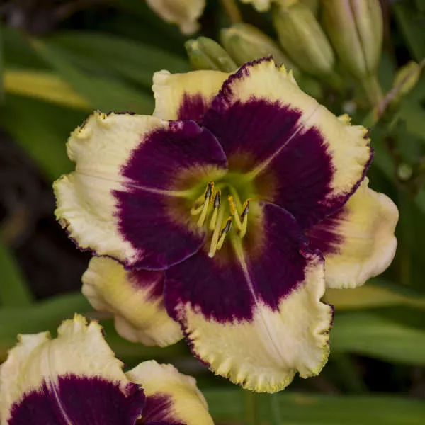 Hemerocallis ‘Blackthorne’