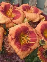 Hemerocallis BOLD TIGER (25) BR Plants