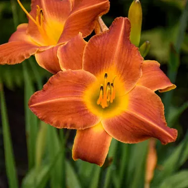 Hemerocallis 'Bright Sunset' (25) BR Plants