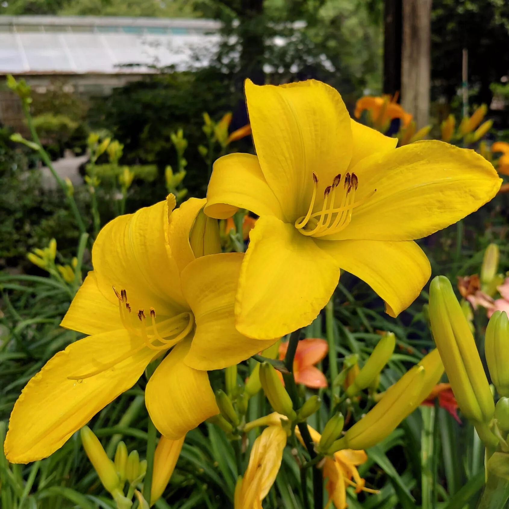 Hemerocallis ‘Buttered Popcorn’