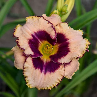Hemerocallis 'Daring Deception' (25) BR Plants