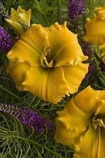 Hemerocallis ELEGANT EXPLOSION (25) BR Plants