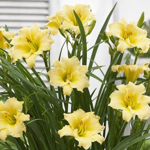 Hemerocallis Everydaylily ‘Cream’
