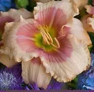 Hemerocallis EXOTIC CANDY (25) BR Plants