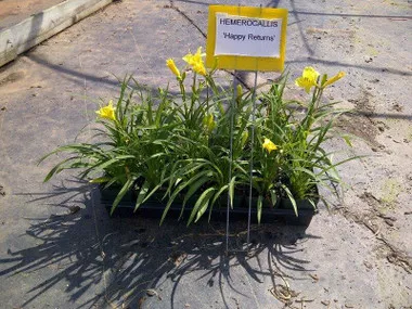 Hemerocallis HAPPY RETURNS (10)ct Quarts