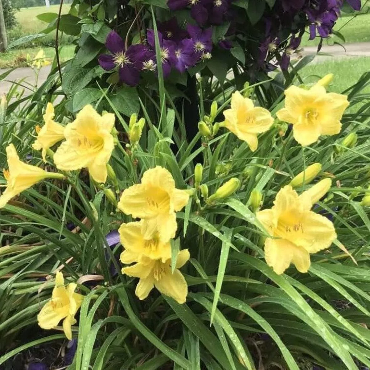 Hemerocallis 'Happy Returns' (Daylily)