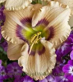 Hemerocallis HUCKLEBERRY CANDY (25) BR Plants