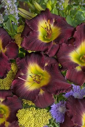 Hemerocallis MIDNIGHT RAIDER (25) BR Plants