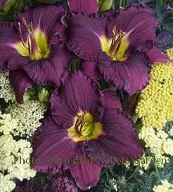 Hemerocallis 'Nosferatu' (25) BR Plants