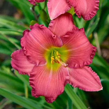 Hemerocallis 'Passionate Returns' PP20002 (25) BR Plants