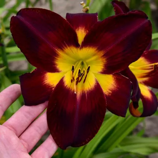 Hemerocallis 'Persian Ruby' Rainbow Rhythm Collection Daylily - One Quart Pot