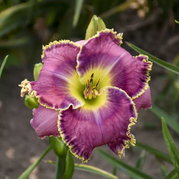 Hemerocallis ‘Raspberry Eclipse’