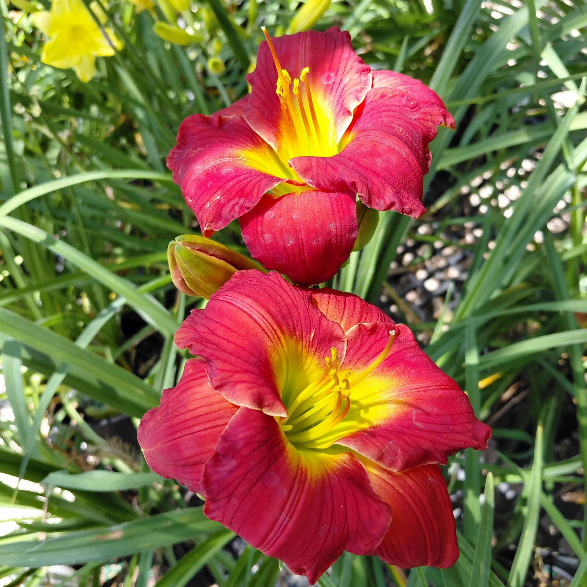 Hemerocallis ‘Red Hot Returns’