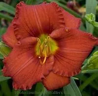 Hemerocallis 'Red Razzmatazz' (25) BR Plants