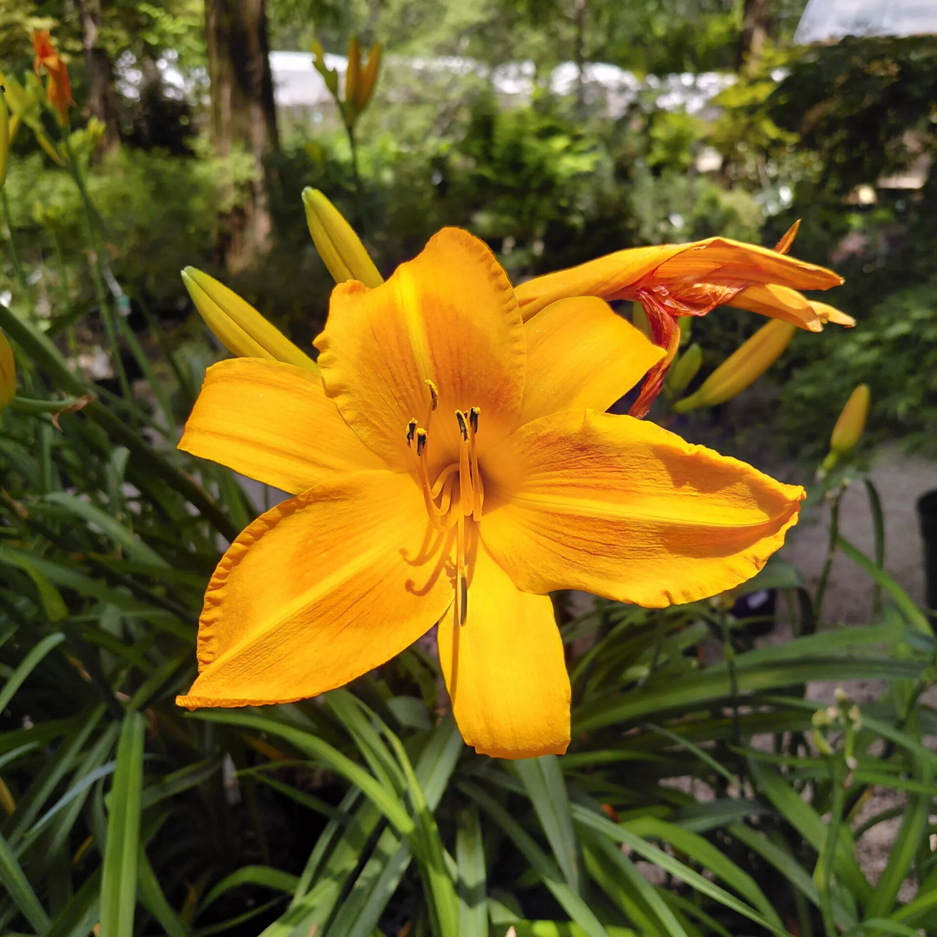 Hemerocallis ‘Rocket City’