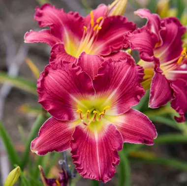 Hemerocallis 'Romantic Returns' PP13481 (25) BR Plants
