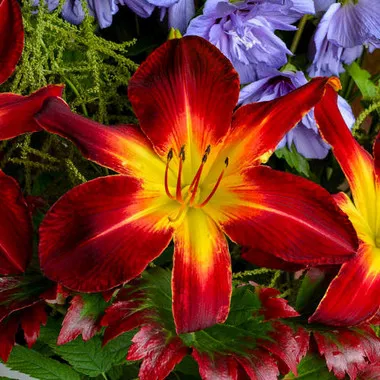 Hemerocallis 'Ruby Spider' (25) BR Plants