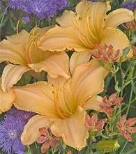 Hemerocallis RUFFLED APRICOT (25) BR Plants