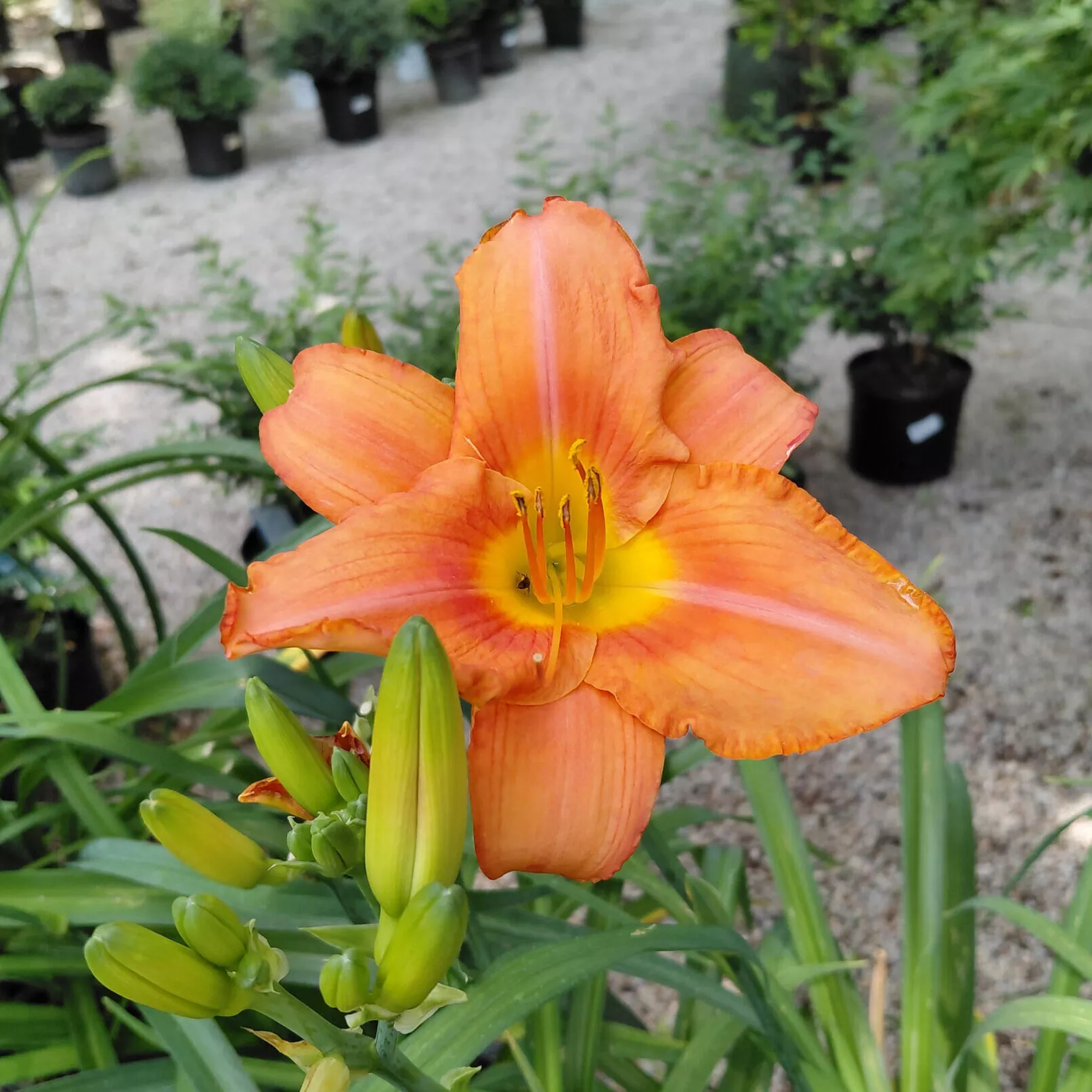 Hemerocallis ‘South Seas’