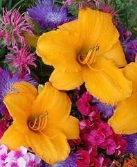 Hemerocallis SPELLBINDER (25) BR Plants