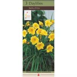 Hemerocallis Stella d'Oro 3PK